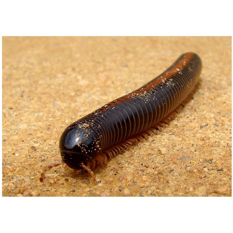 Miriapod gigant african - imagine 4